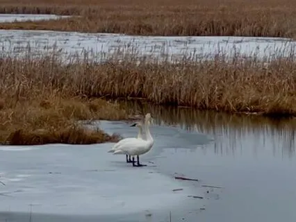Sitting with the Swans: A Music Meditation
