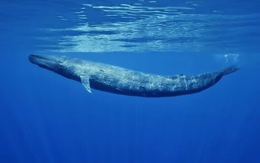 Swimming With Whales (Binaural Beats)