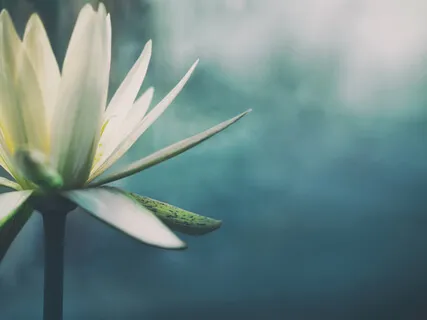 სხეულის და გონების სრული რელაქსაცია