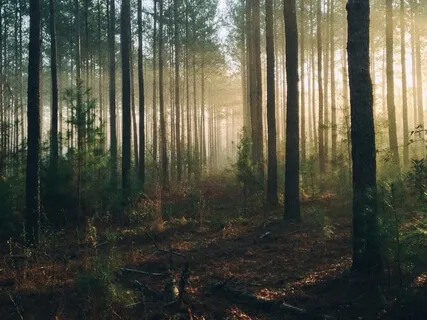Sylvan, Viola And Piano 