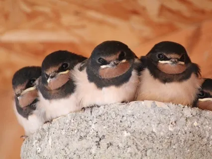 Symphony Of Swallows: A Journey Into The Nesting Season