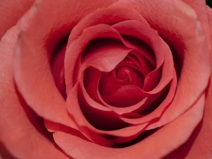 Systematic Relaxation (Guided Savasana)