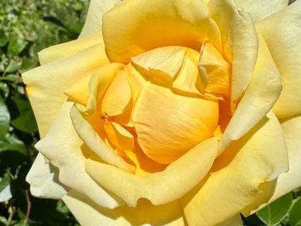 Systemic Integration For Your Wholeness Work
