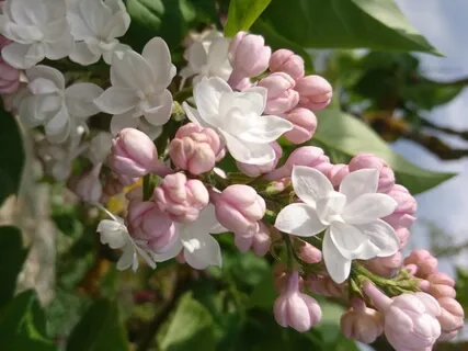 Tacksamhetsmeditation