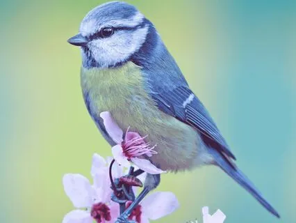 Peaceful Meadow Meditation With Birdsong And Gentle Stream