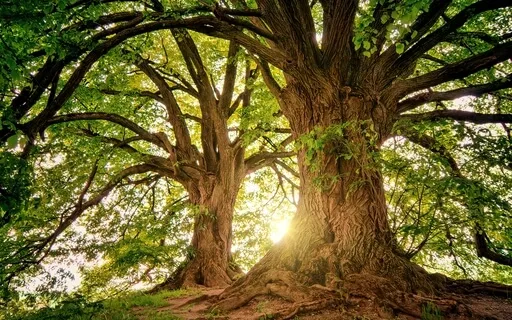 Take A Walk In A Magic Forest | Find Inner Wisdom & Peace 