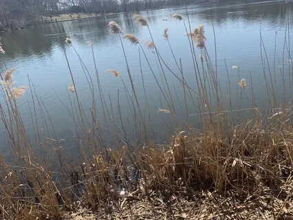 Take A Wild Yawn:  Relax And Release