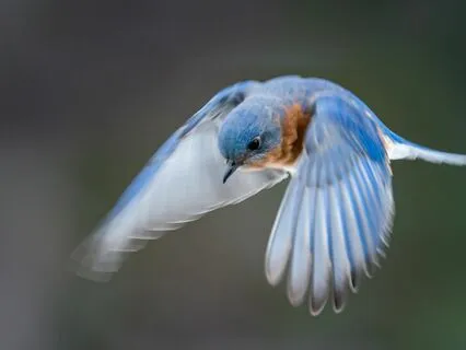 Take Flight | Heart Medicine Journey