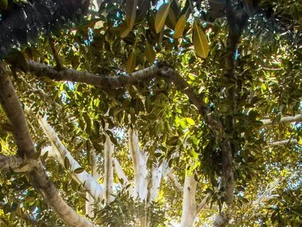 Taking A Small Pause And Finding Equanimity