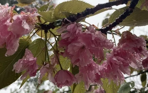 Taking Your Compassionate Seat