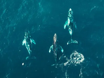 Tales Of The Tide: Whales As Messengers Of The Sea