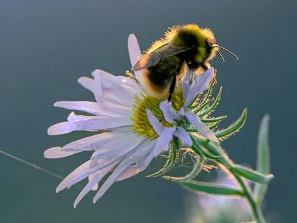 Talk: Nonviolent Communication & The Sacredness Of Needs
