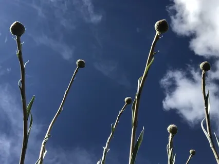 Talk On Feeling Tone-Exploring Pleasing/Displeasing | Neutral