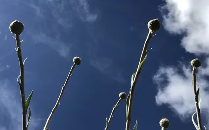 Talk On How And Why Mindfulness Impacts Thinking