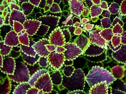 Talk On Letting Go Of (Do Nothing) Meditation