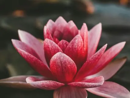 Trusting Your Inner Guru