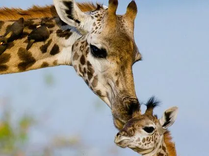 Talk: Nonviolent Communication (NVC) ~ Language Of The Heart