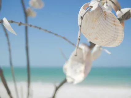 Tambor Oceánico Y Conchas Recrean El Mar Mientras Duermes