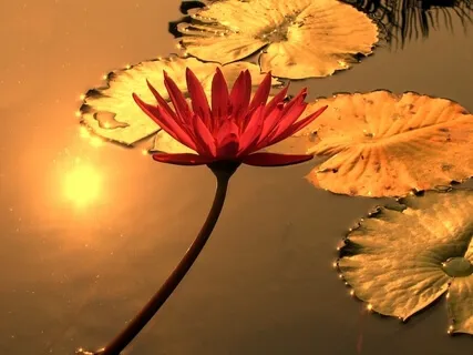 Tame And Heal Your Fear