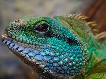 Taming The Beasts Within: A Dream Analysis With Rissa Miller