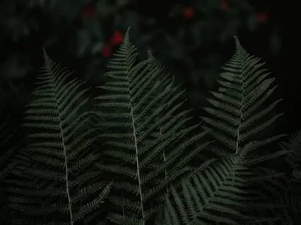 Taming The Mind Following The Breath