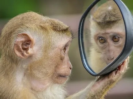 Taming The Monkey Mind