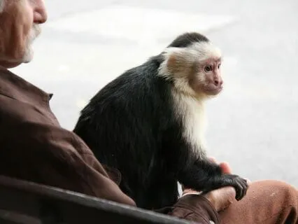 Taming The Monkey Mind