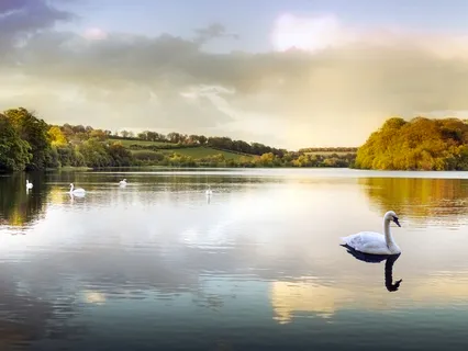 Taming The Tiger Mind