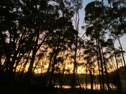 Tanja Lagoon Dawn Chorus Yuin Country (Morning BirdSong 1hr)