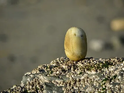 Tantra - Music For Mystical Balance