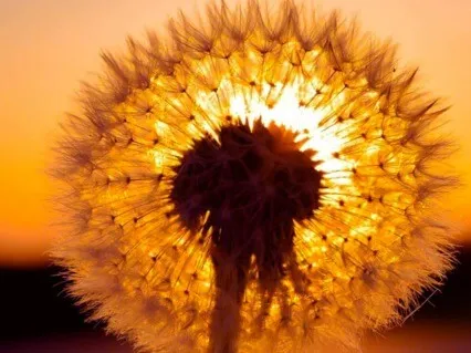 Tantric Breath Meditation