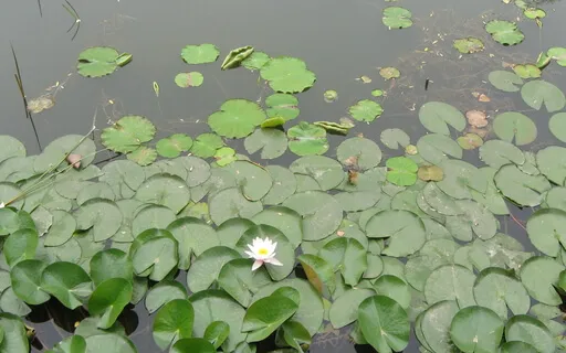 Taoist Water Meditation