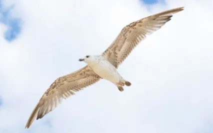 Tap To Clear Anxiety