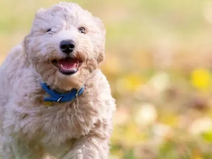 Tapping For Stress With Your Dog: EFT Practice For Calm