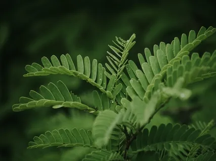 Tapping Into Mother Nature's Serenity