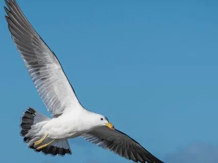 Tapping To Remove Blocks To You Manifesting Your Dreams