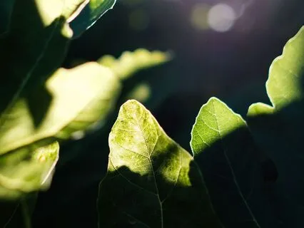 Tarcza Światła – Krótka Medytacja Ochronna i Kojąca