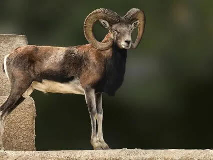 Tarot Reflections: The Emperor's Power And Authority