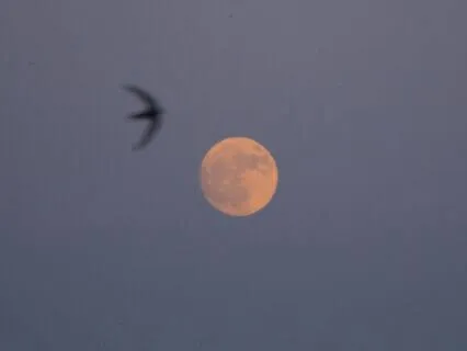 Taurus Full Beaver Moon Practice - November 2025