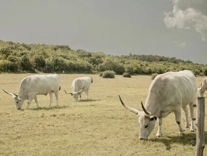 Taurus Grounding Full Moon