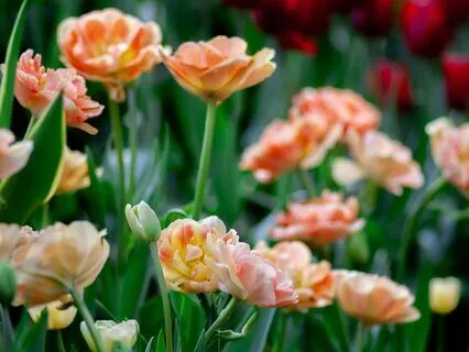 Taurus Meditation: Rooted In The Garden Of The Body