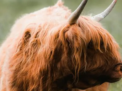 Taurus Season: Abundance, Ease & Manifestation