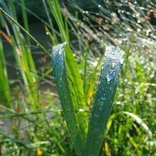 Tautropfen in der Morgensonne - Genieße die Morgenstimmung