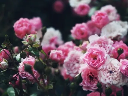 Tea In the Garden Of Unconditional Love