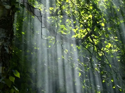 A Cup Of Tea To Enjoy Subtleties