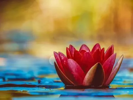 Tea Meditation - For Mindful Moments