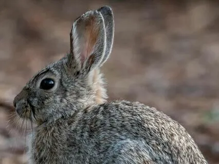 Ted The Shed, Chapter 10 - Rabbit, Rabbit Rabbit