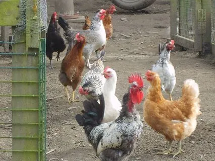 Ted The Shed, Chapter 13 - The Chicken Chatterer