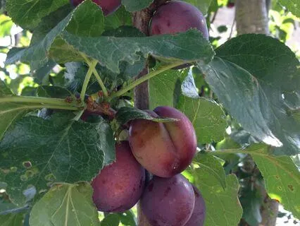 Ted The Shed, Chapter 21 - Plum Crazy