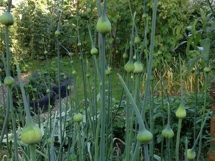 Ted The Shed, Chapter 26 - Sir Dad